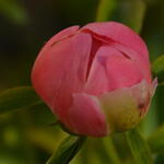 Paeonia 'Coral Sunset'  - Paeonia 'Coral Sunset' 