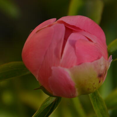 Paeonia 'Coral Sunset' 