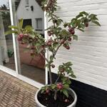 Malus domestica 'Redlane'  - 