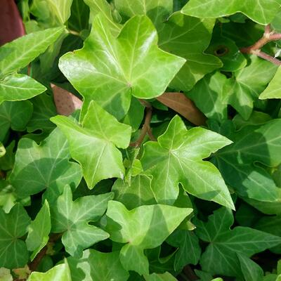 Hedera helix 'Wonder' - 