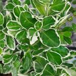 Euonymus japonicus 'Microphyllus Aureovariegatus' - 