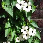 Thunbergia grandiflora 'Alba' - 