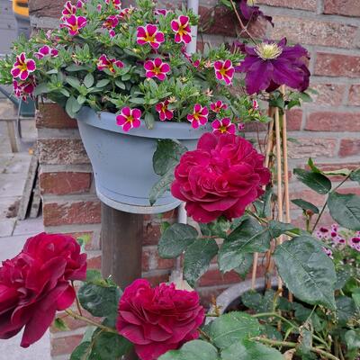 Rosa 'Darcey Bussell' - 