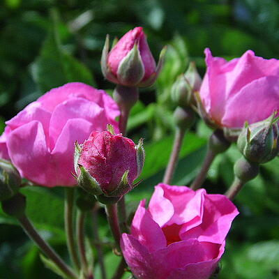 Rosa 'A Little Bit of Paradise' - 