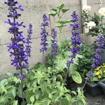 Salvia 'Mystic Spires Blue'