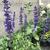 Salvia 'Mystic Spires Blue'