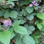 Rubus fruticosus 'Chester Thornless' - Rubus fruticosus 'Chester Thornless'