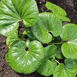 Farfugium japonicum 'Green Giant' - 