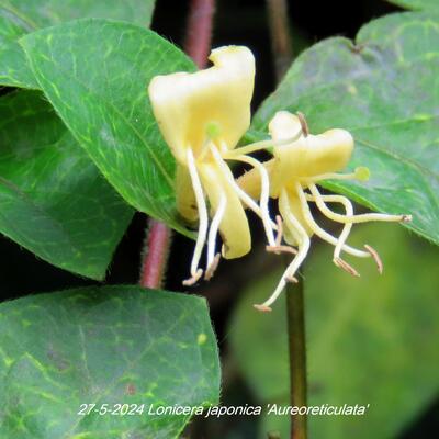 Lonicera japonica 'Aureoreticulata' - 