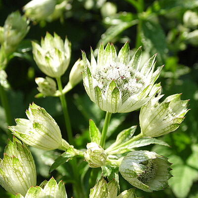 Astrantia major 'Superstar' - Astrantia major 'Superstar'