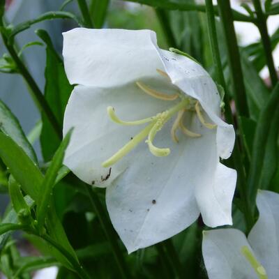 Campanula persicifolia ‘TAKION White’ - 