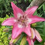 Lilium 'Happy Kiss' - 