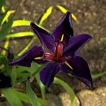 Iris x louisiana 'Black Gamecock'
