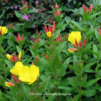 Oenothera tetragona