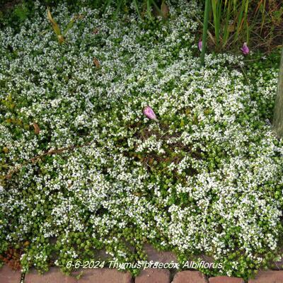 Thymus praecox 'Albiflorus' - Thymus praecox 'Albiflorus'