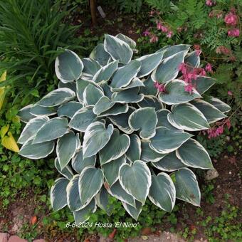 Hosta 'El Nino'