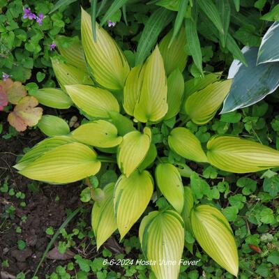 Hosta 'June Fever' - 