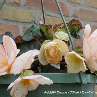 Begonia I'CONIA 'Miss Montreal'