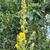 Verbascum thapsus