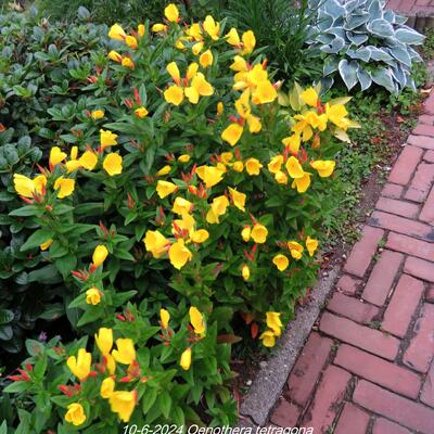 Oenothera tetragona - 