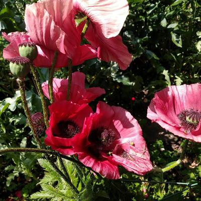 Papaver orientale - 