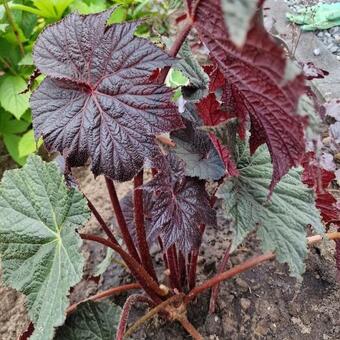 Begonia LUNAR LIGHTS 'Dark Side of the Moon'