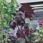 Begonia LUNAR LIGHTS 'Dark Side of the Moon' - 