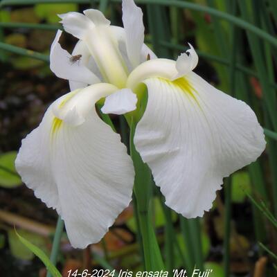 Iris ensata 'Mt. Fuji' - 