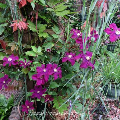 Clematis 'Niobe' - 