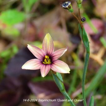 Sisyrinchium 'Quaint and Queer'