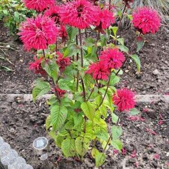 Monarda