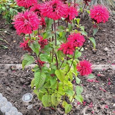 Monarda - Monarda - Monarda