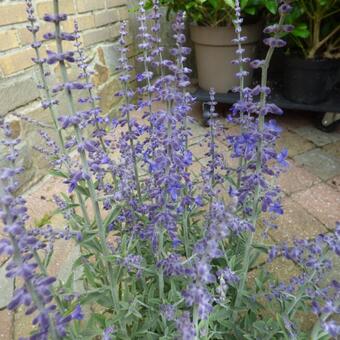 Perovskia atriplicifolia 'Prime Time'