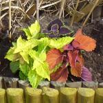 Plectranthus scutellarioides MAINSTREET - 