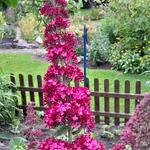 Buddleja davidii 'Prince Charming' - 