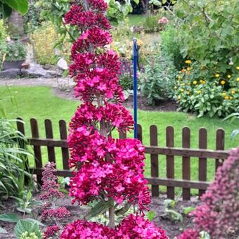 Buddleja davidii 'Prince Charming'