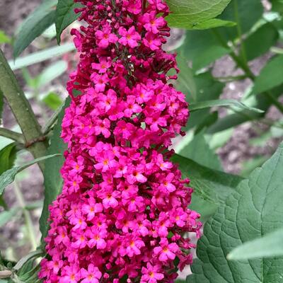 Buddleja davidii 'Prince Charming' - 