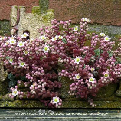 Sedum dasyphyllum subsp. dasyphyllum var. mesatlanticum - 