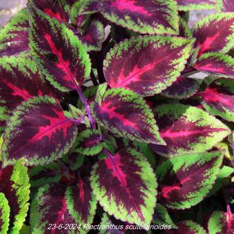 Plectranthus scutellarioides