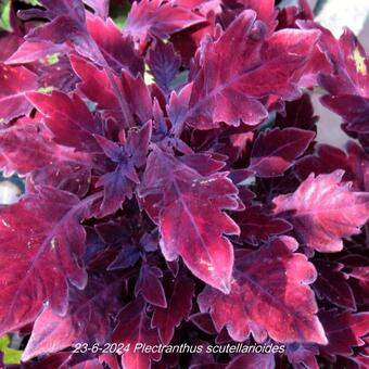 Plectranthus scutellarioides