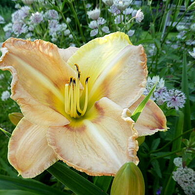 Hemerocallis 'Chicago Picotee Pride' - 