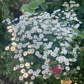 Tanacetum parthenium