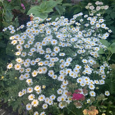 Tanacetum parthenium - Mutterkraut - Tanacetum parthenium