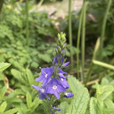 Veronica austriaca - Österreichischer Ehrenpreis - Veronica austriaca