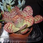 Kalanchoe marmorata - 