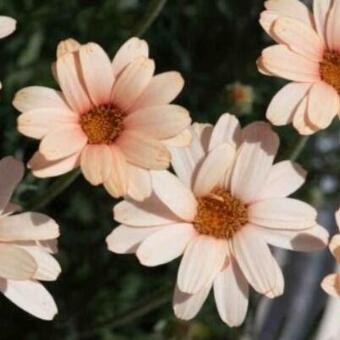 Rhodanthemum Hosmariense 'Zagora Orange'