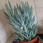 Senecio serpens - 