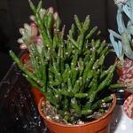 Senecio vitalis 'Serpents' - 