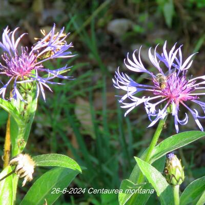 Centaurea montana - Berg-Flockenblume - Centaurea montana