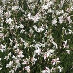 Gaura lindheimeri 'Short Form' - Gaura lindheimeri 'Short Form'